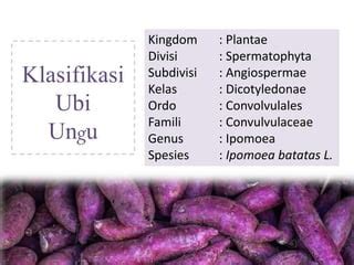 Nama Nama Umbi Umbian Studyhelp