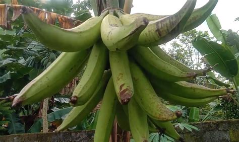 nama lain pisang tanduk