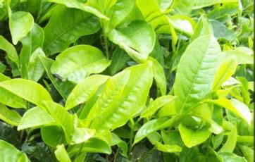 nama latin daun teh hijau