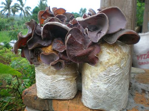 nama latin jamur roti in Indonesia