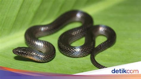 Nama Latin Ular