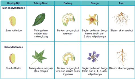 nama pohon dan bahasa latinnya