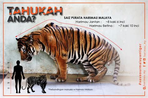 nama saintifik harimau malaya