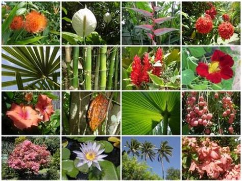 nama-nama tumbuhan dalam bahasa jepang