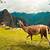 name an animal that you can find in machu picchu.