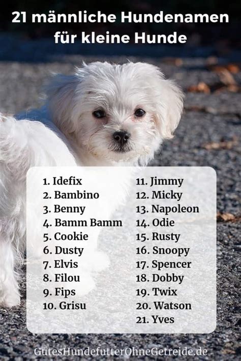 Girl Puppy Names 1,000 Dog Names for Girls VIP Puppies Puppy