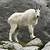 name for a mountain goat