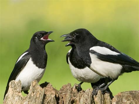 name for a group of magpies