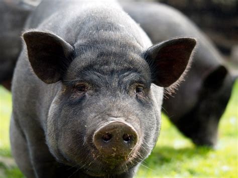 Name For Black Pig
