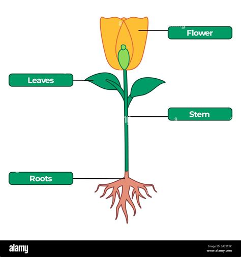 Name For Flower Stem
