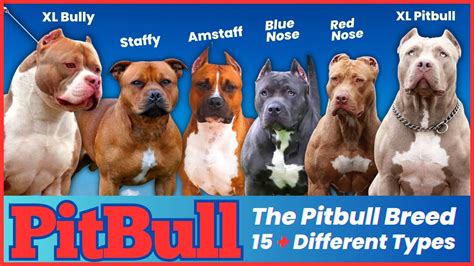 name for pitbull breed