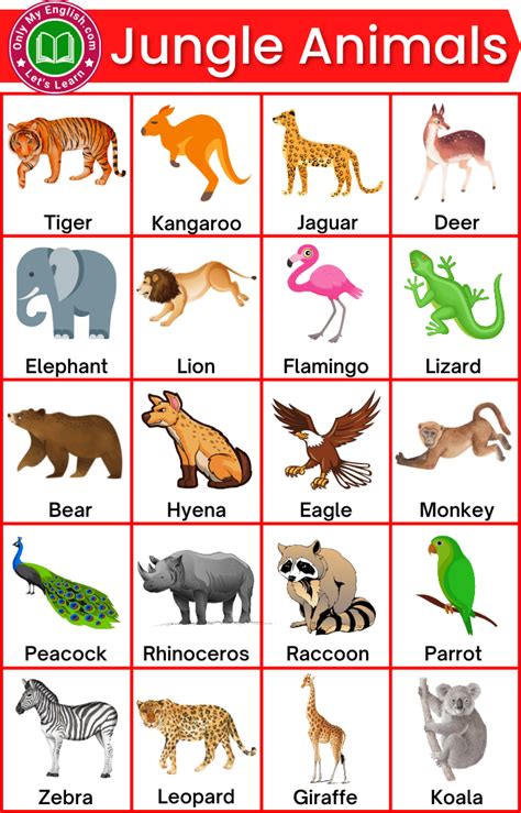 Name Jungle Animals