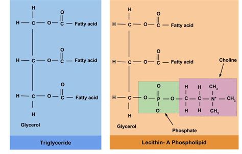 Name The Basic Functions Of Fatty Acids Triglycerides Phospholipids Steroids
