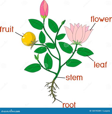 name the parts of a flowering plant