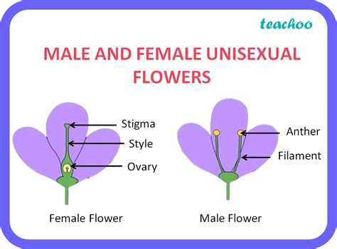 Name Two Unisexual Flower