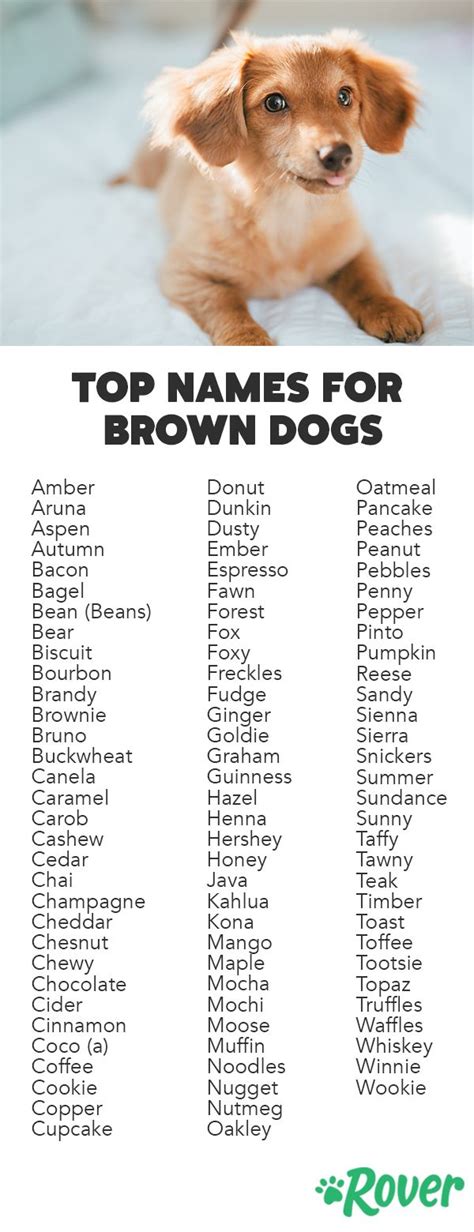 Names for a Brown Male Dog
