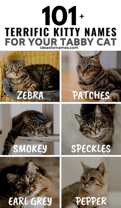 Names for a Female Tabby Cat