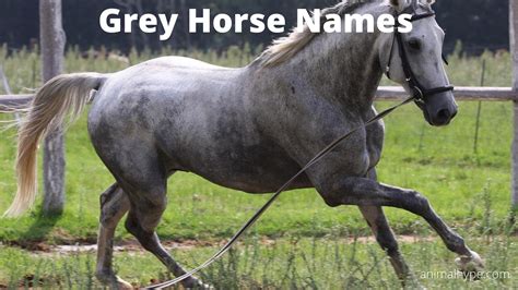 names for a gray horse