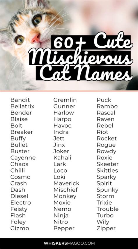 Names for a Mischievous Cat
