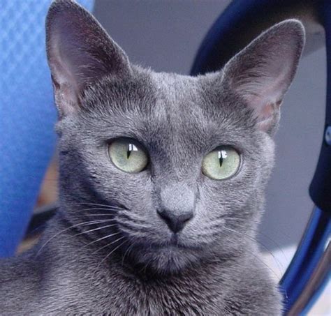 names for a russian blue cat