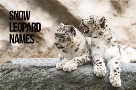 names for a snow leopard