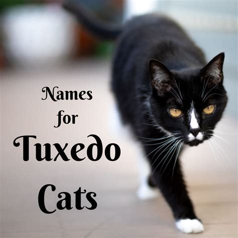 Names for a Tuxedo Cat
