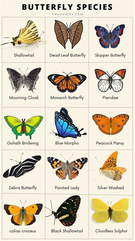 names for butterflies