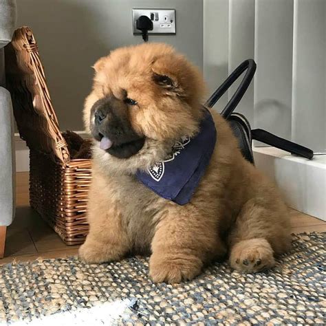 names for chow chow dog
