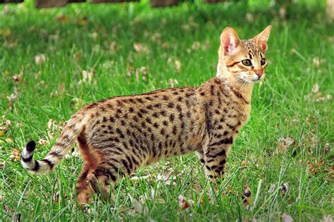 names for savannah cats