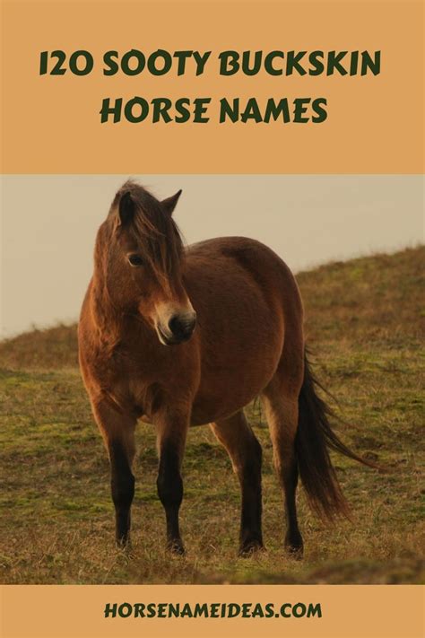 names for sooty buckskin horses