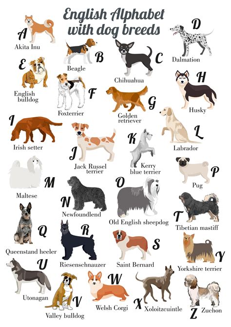names of dog breeds in alphabetical order