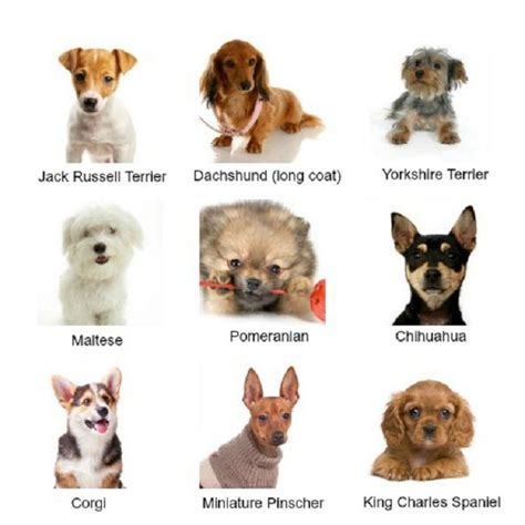 names of dog breeds small dogs