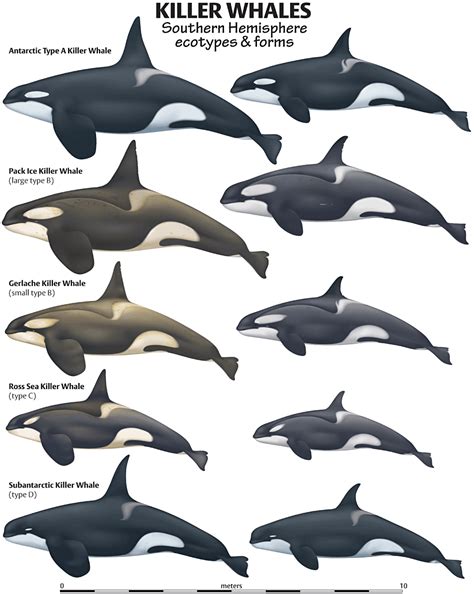 names of killer whales