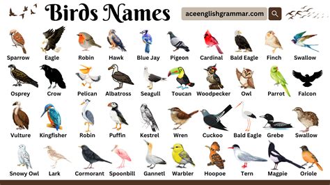 names that are birds