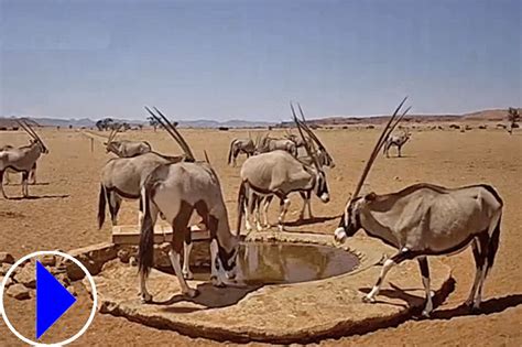 namib desert water hole live cam
