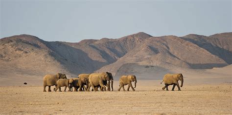 namibia african wildlife safari