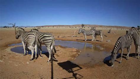 namibia desert waterhole webcam