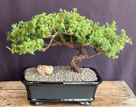 Nana Juniper Bonsai Tree
