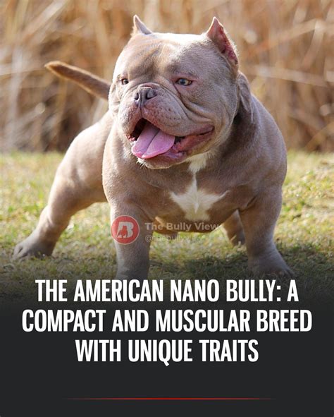 Nano Bully