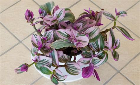 Unlock The Secrets Of Nanouk Plant In 2023