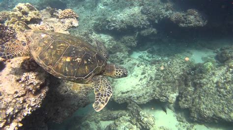 Sea Turtles at Napili Bay, Maui gopro snorkeling YouTube