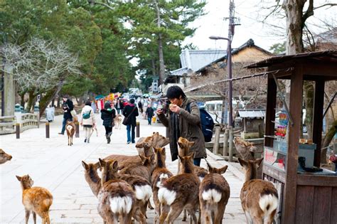 Nara, Pusat Budaya Jepang yang Memukau