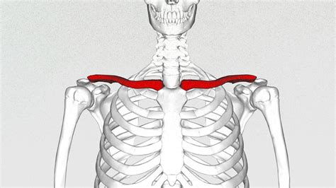 narrow clavicle