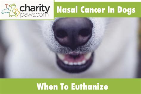 nasal cancer in dogs when to euthanize