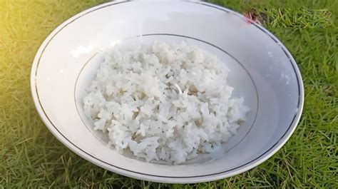 nasi basi untuk tanaman