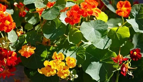 Nasturtium Zone 8