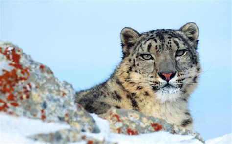 nat geographic snow leopards climate change