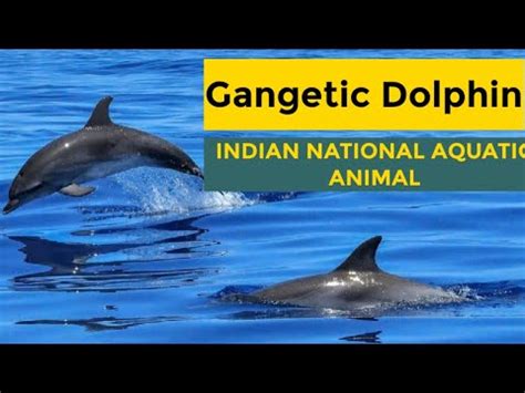 India's national aquatic animal Gangetic River Dolphin