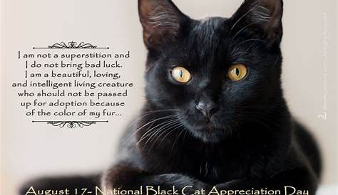 National Black Cat Appreciation Day. | Black cat appreciation day, Cats