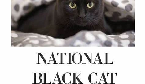 HAPPY NATIONAL BLACK CAT APPRECIATION DAY from Soji! | Mollie Hunt
